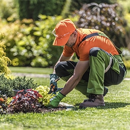 Un homme en tenue de travail coupe des plantes et s'occupe des plantations dans un jardin.